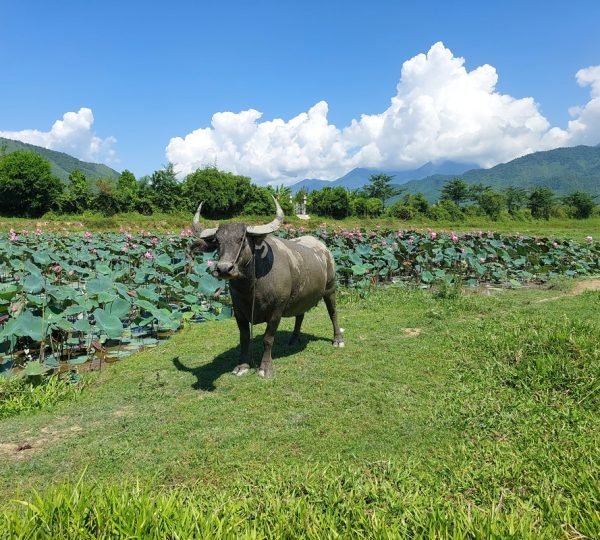 Da Nang Cycling Off the Beaten Track
